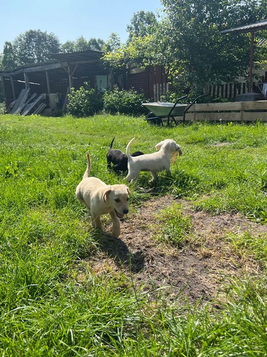 Лабрадор ретривер