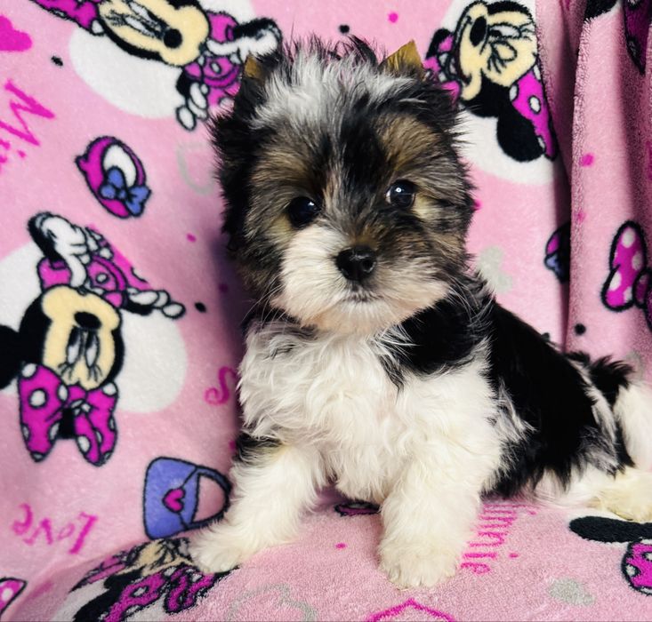 Piękna dziewczynka york biewer