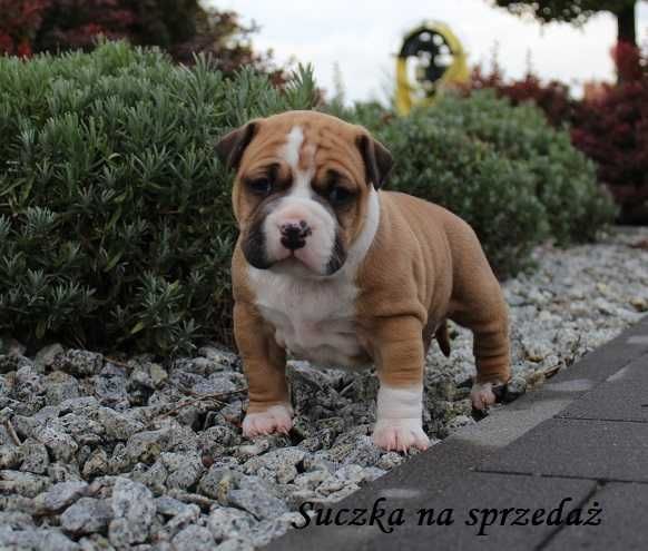 Amstaff szczeniaki