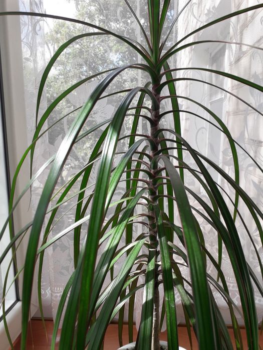 Драцена. Комнатные растение.