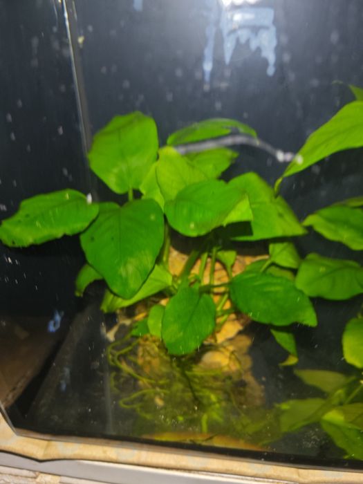 Aniubias roślinka akwariowa