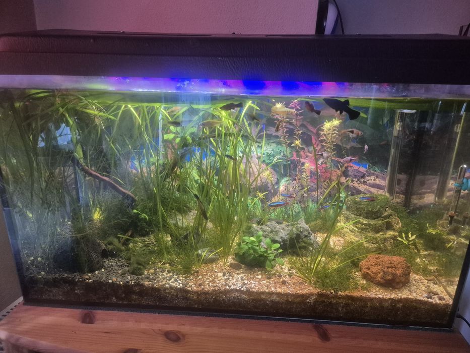 Akwarium diversa 125l