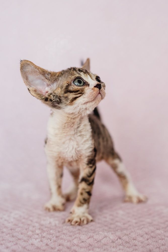 Devon rex  piękna kotka Fantazja