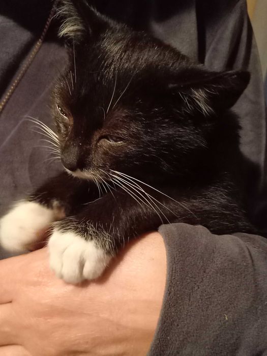 Oddam kotka w dobre ręce