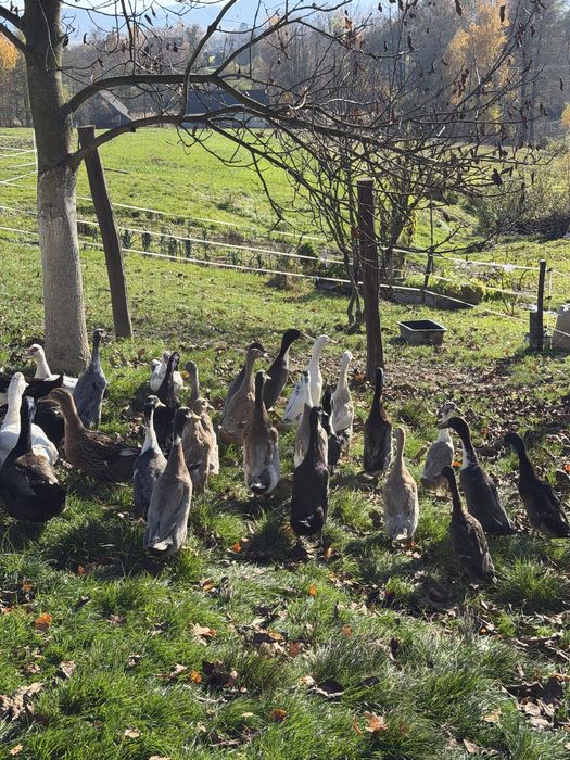 Kaczory , kaczory biegusów indyjskich