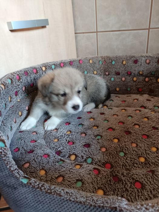 Suczka Welsh Corgi Pembroke