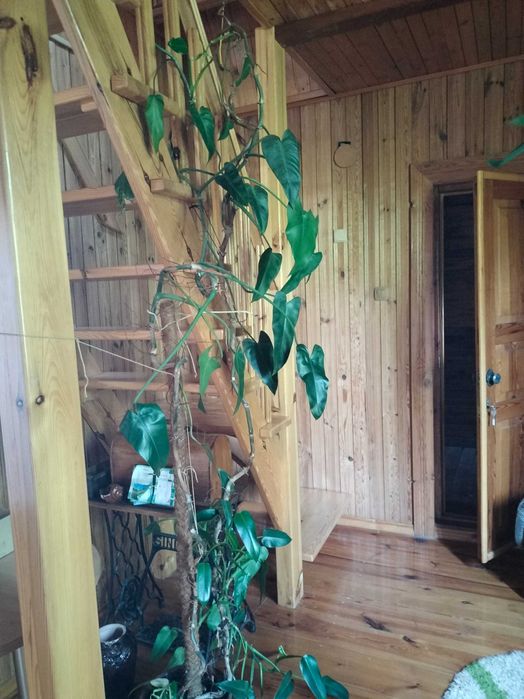 Будинок, Городище на ділянці 12 сот.