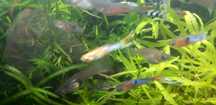 Guppys endler blue gold cauda de lira.