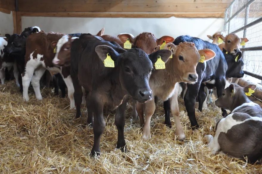 Бики телятам бичкив