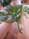 Monstera albo variegata