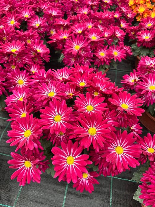 Piękne Chryzantemy duży wybór