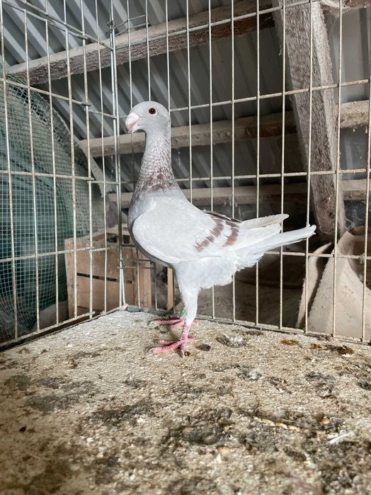 niemiecki wystawowy z 2025 r