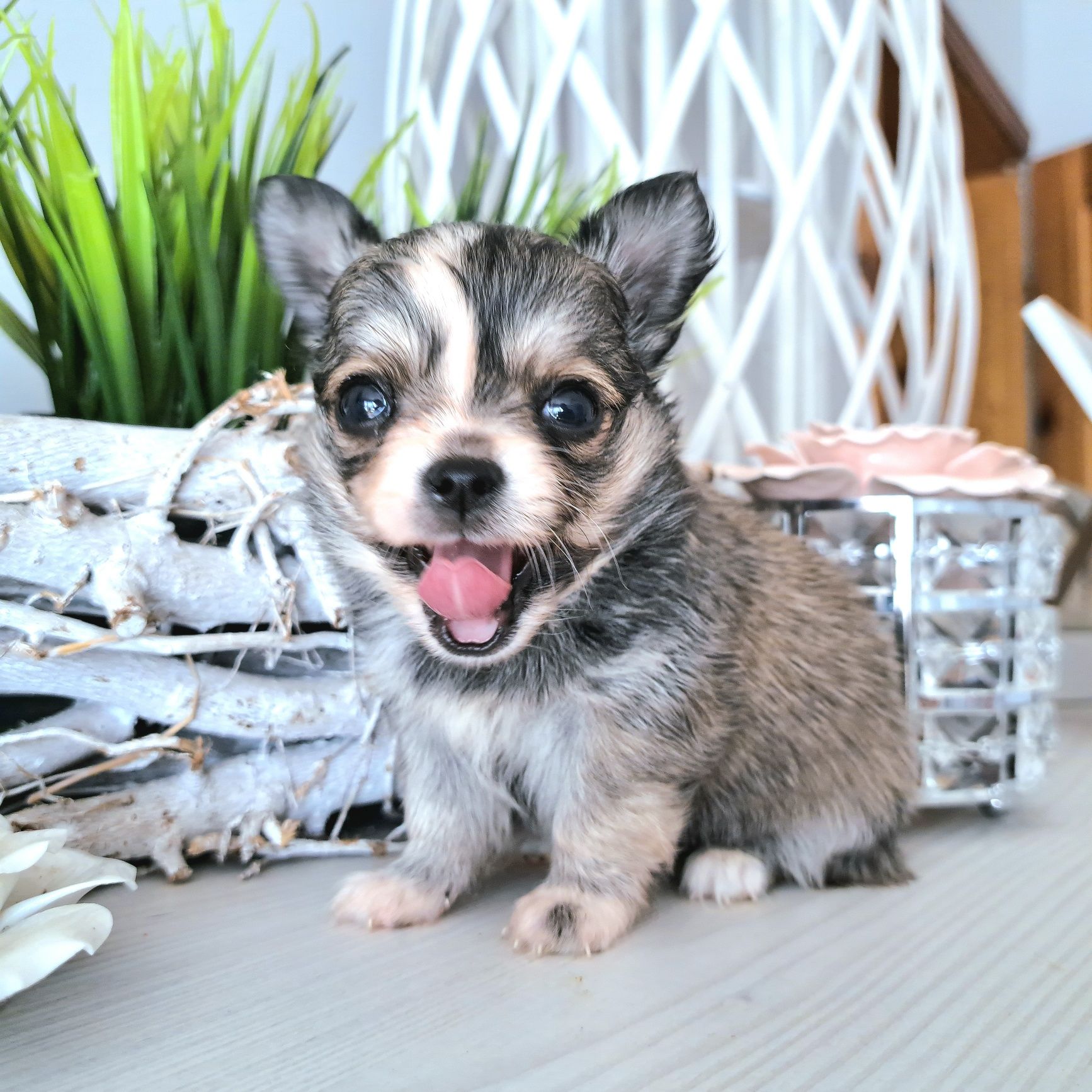 Caladia piękna dziewczynka Chihuahua długowłosa xxs