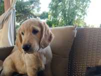 Golden retriever suczka