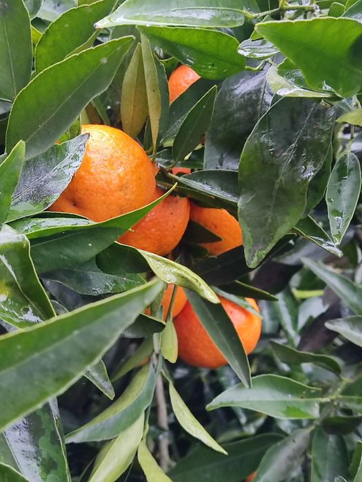 Tangerinas biológicas caseiras sem químicos