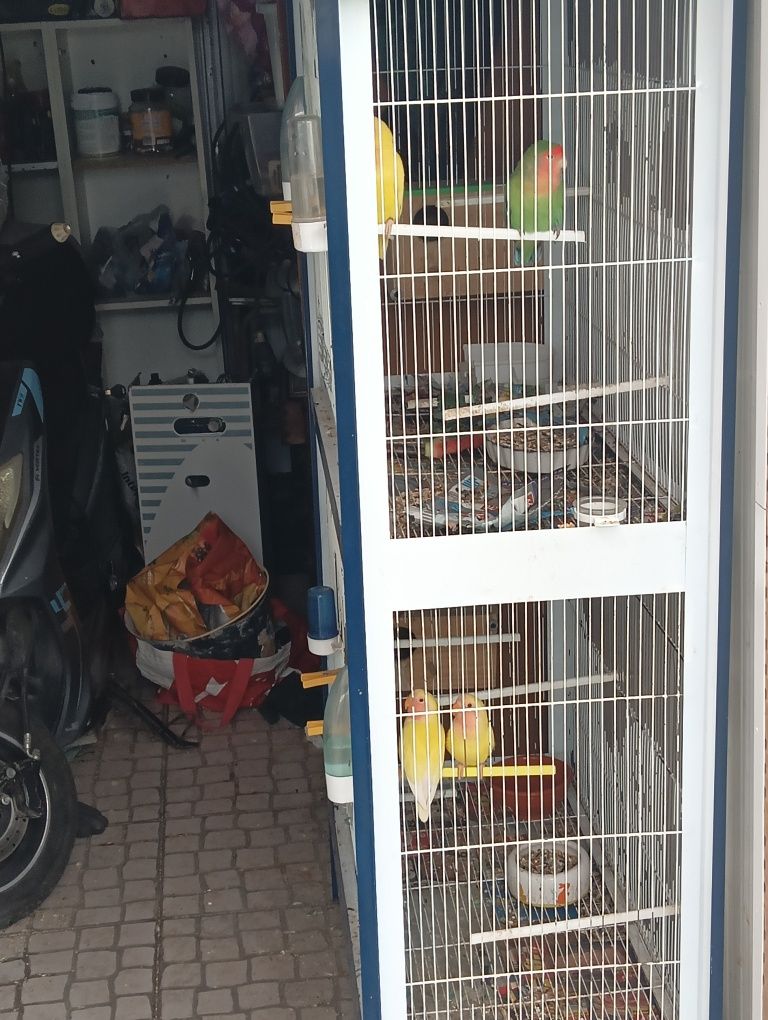 Vendo gaiola com casal de rosicoler mais dois filhos