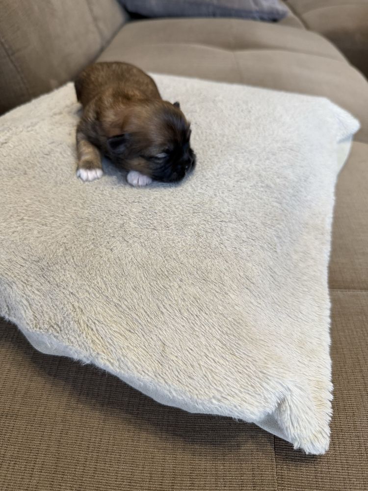 Shih tzu.