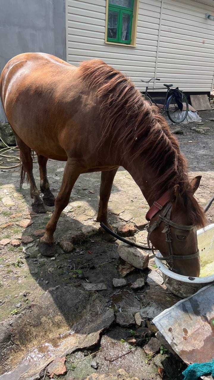 Продам молодого коня