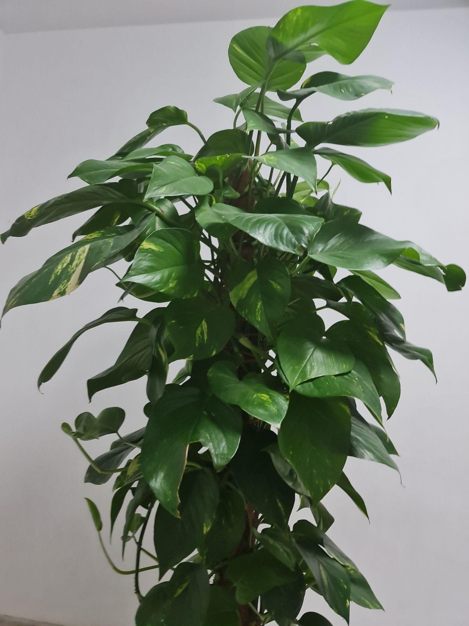 Duży kwiat Epipremnum aureum 160 cm