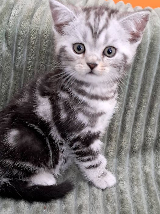 Мальчик! Великолепный плюшевый котёнок скотиш страйт редкого окраса!
