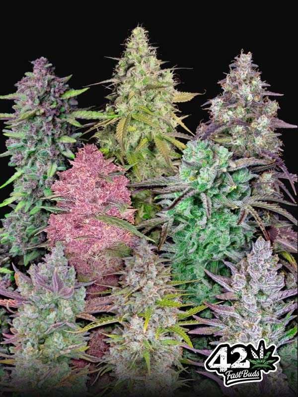 Mix Pack Auto / Fast Buds 5 szt. nasiona marihuany feminizowane