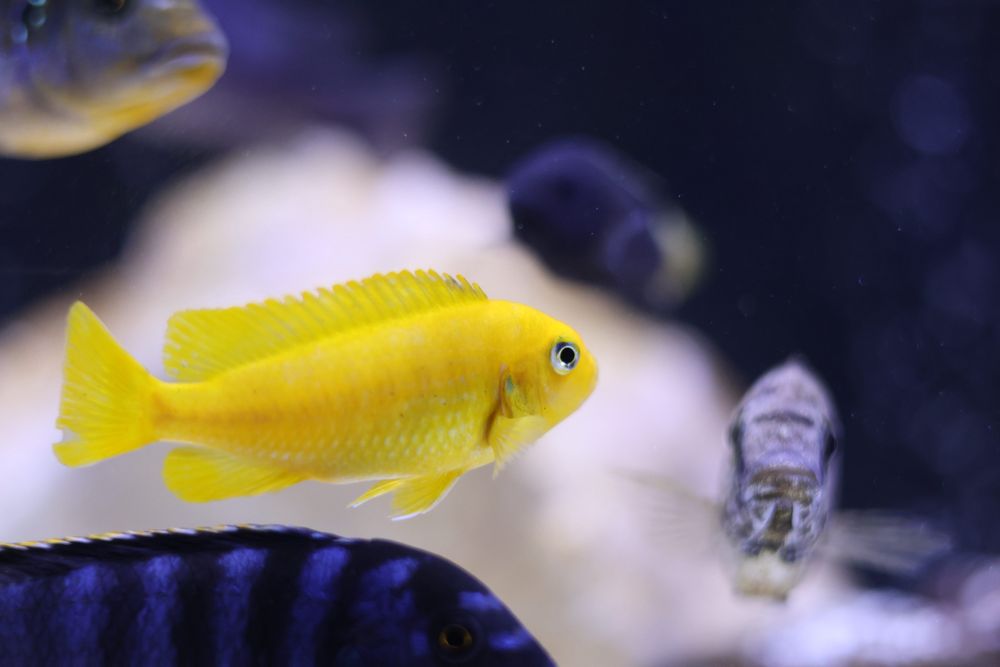 Pseudotropheus saulosi (M/F) - Ciclídeos Africanos