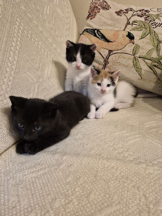 Oddam kotki w dobre ręce.