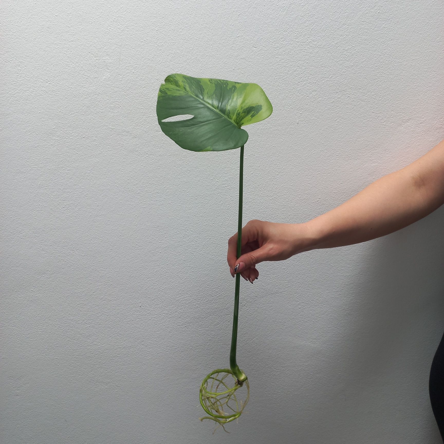 Monstera GOG Green On Green