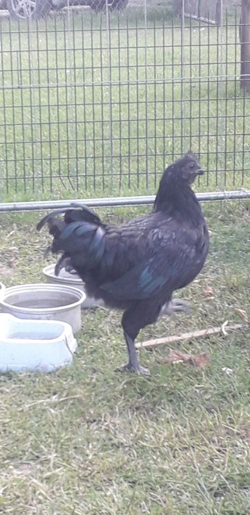 Jajka lęgowe ayam cemani