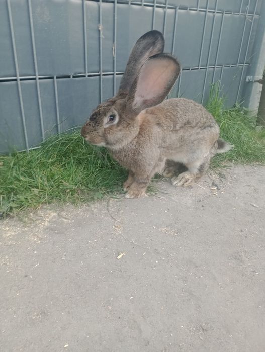Samce olbrzym belgijski