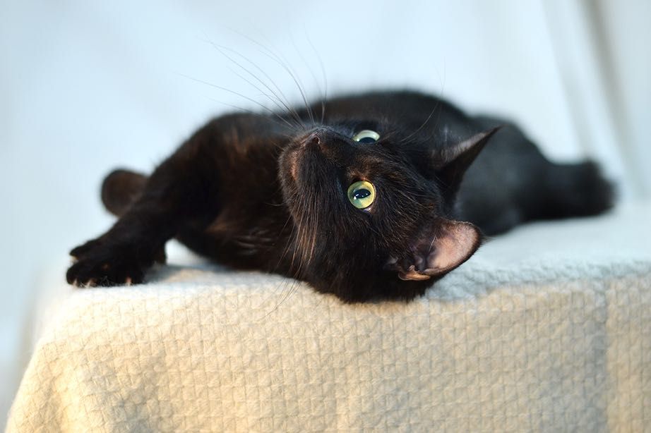 Красотка Мила! 8 месяцев, стерилизована ( кот, кошка, котенок)