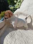 Jack Russell Terrier ZkwP FCI