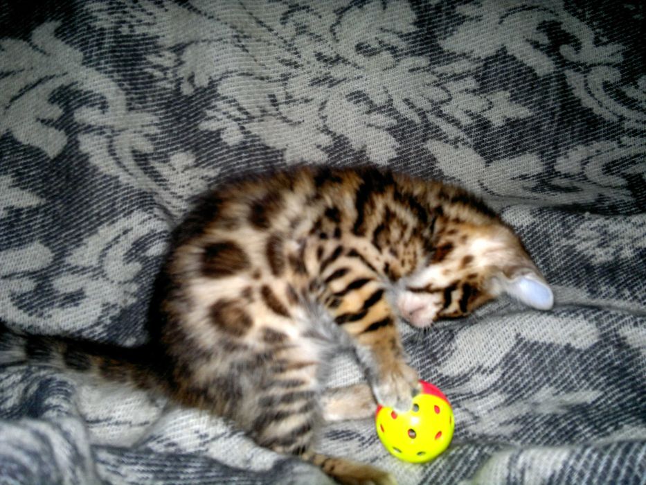 Чистокровний бенгальчик з документами WCF