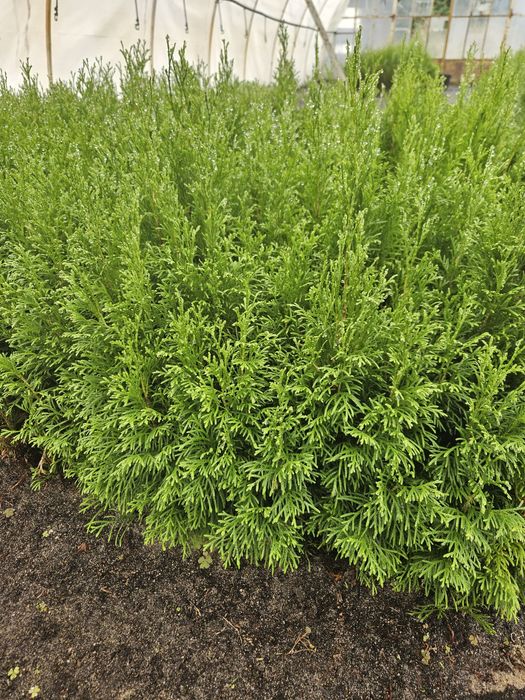 Tuja Smaragd - Szmaragd, trzyletnie sadzonki