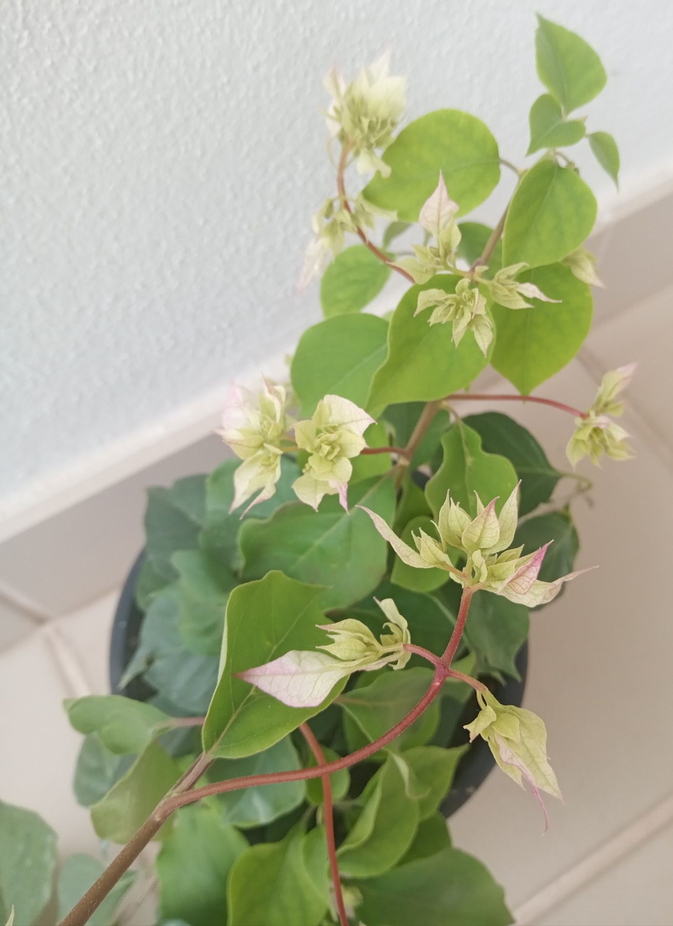 Bugenwilla bougainvillea kremowo zielona 100 cm