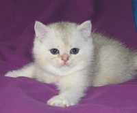Зеленоглазый британский котенок (мальчик).