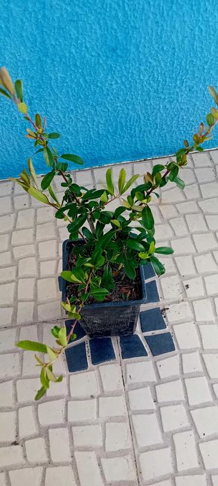 Pyracantha Coccinea arbusto para sebes