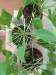 Sprzedam Pilea peperomiowata pieniążek nadwyżka własna zdrowe rośliny