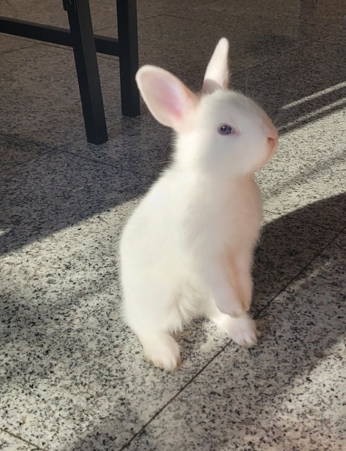 Coelhinho bebé adoção