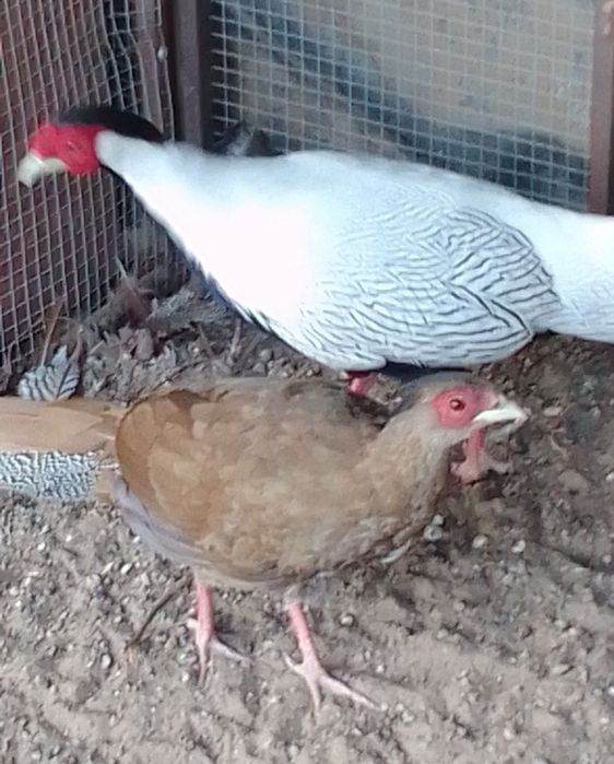 Sprzedam bażanty diamenty inne