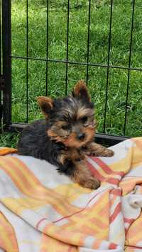 Yorkshire terrier piesek