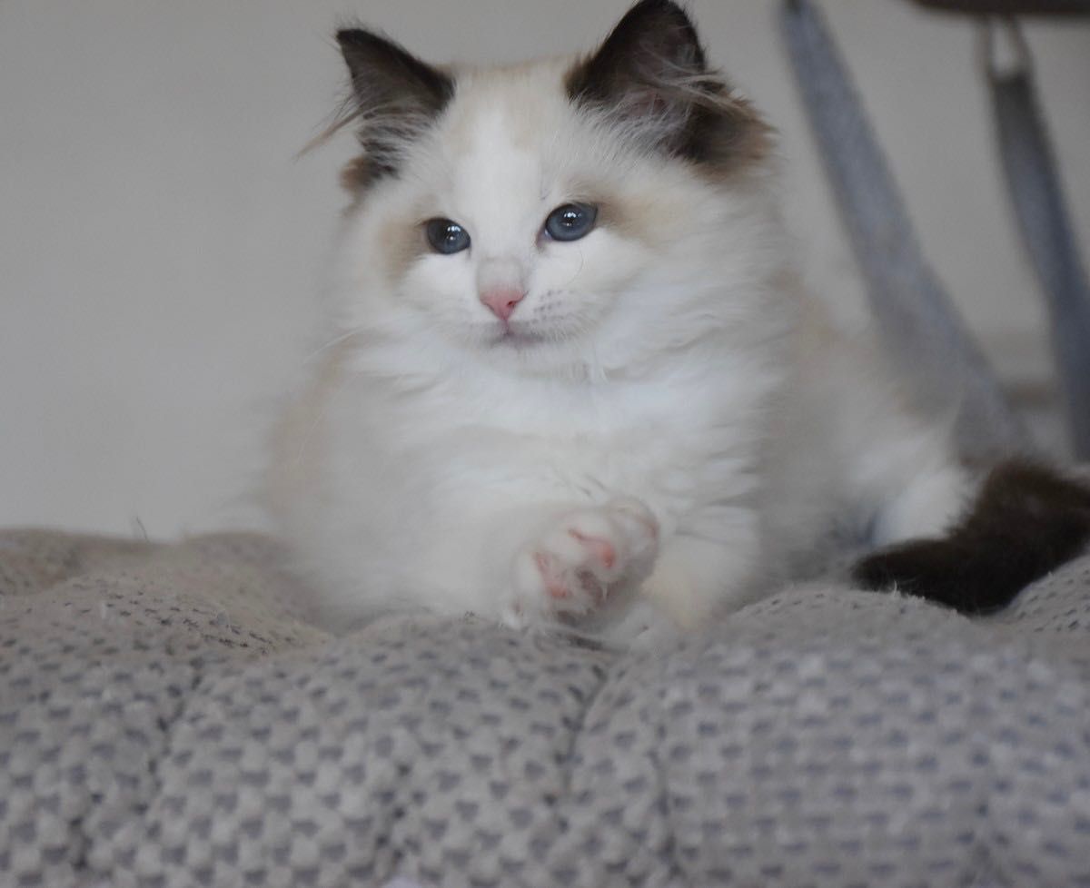Cudowna koteczka Ragdoll Sisi z rodowodem FIFE