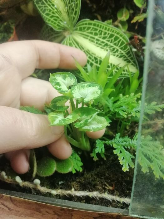 Сінгоніум Syngonium pixie dwarf form