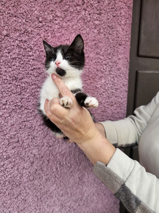 Кошенятко- хлопчик в добрі руки