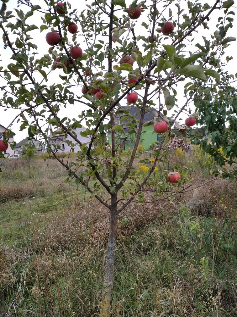 Ділянка Петропавлівське біля Щасливого