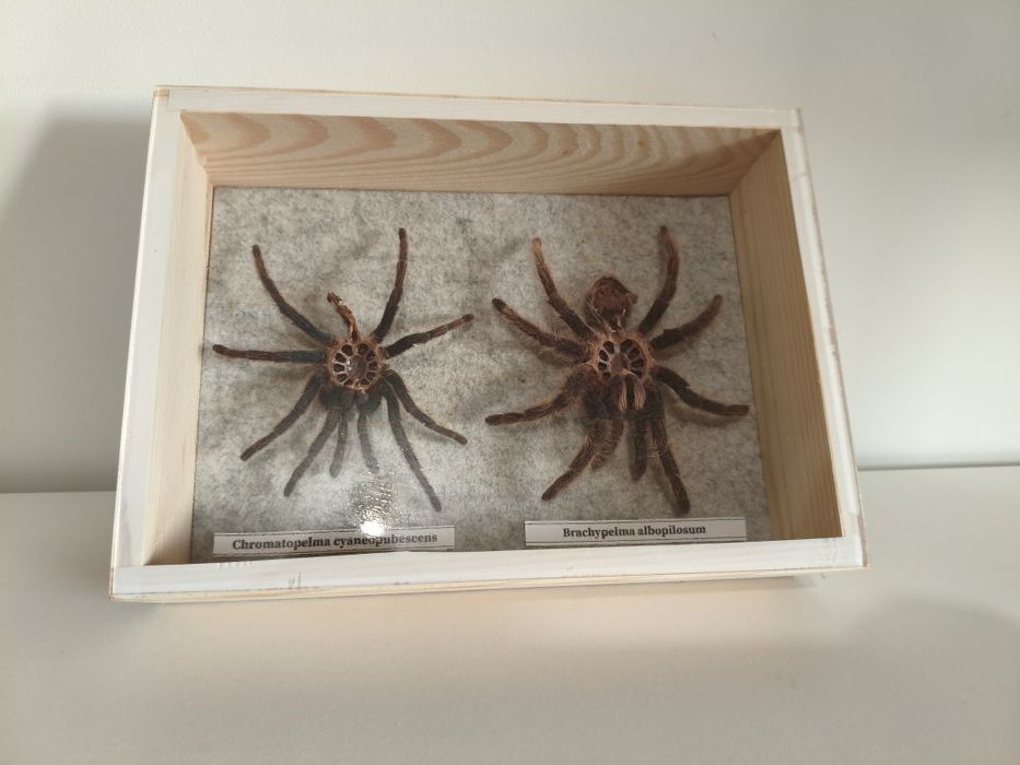 Wylinki ptaszników w gablotce pająk wylinka