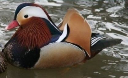 Kaczki  ozdobne   MANDARYNKI  w 4  kolorach