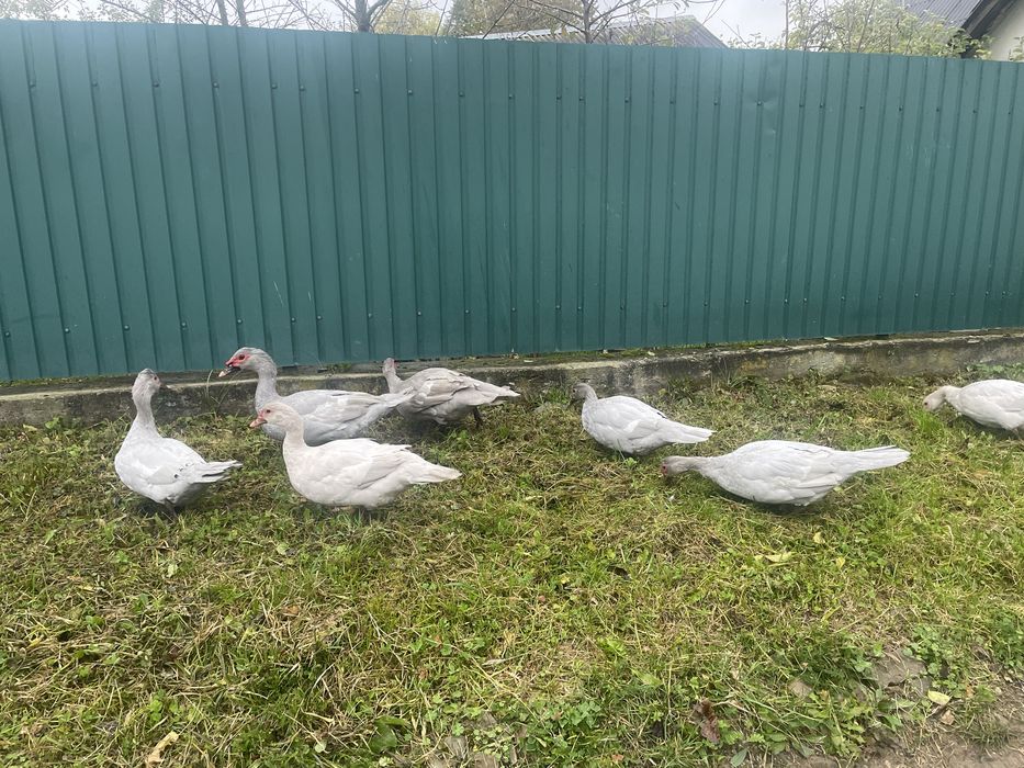 Качки шипуни лавандові, вік 6 місяців