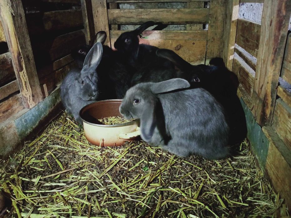 Króliki na sprzedaż