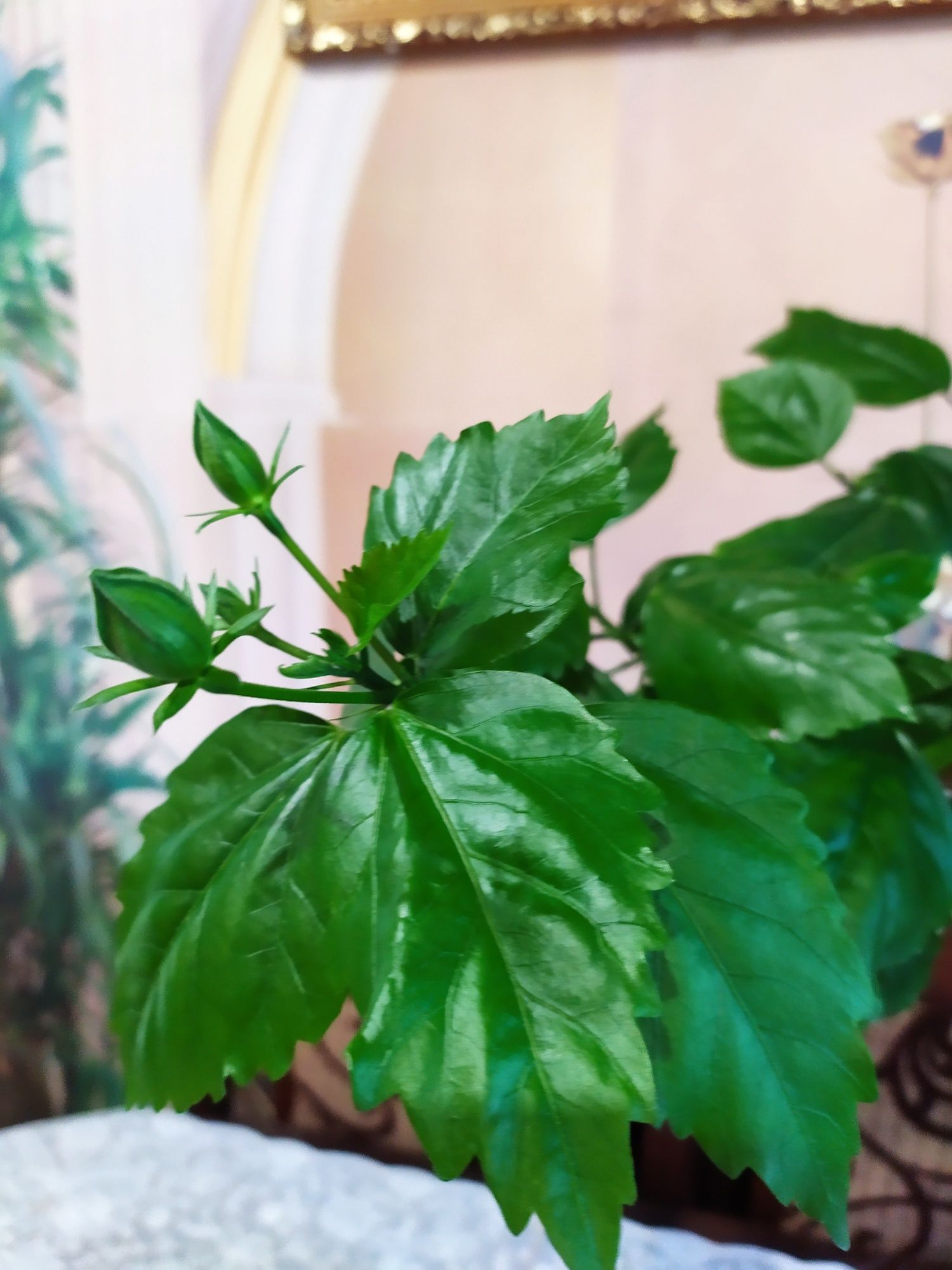 Продам розу китайскую, 6лет